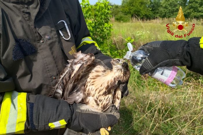 Poiana incastrata su un palo: salvata dai Vigili del Fuoco grazie alla segnalazione di un gruppo scout