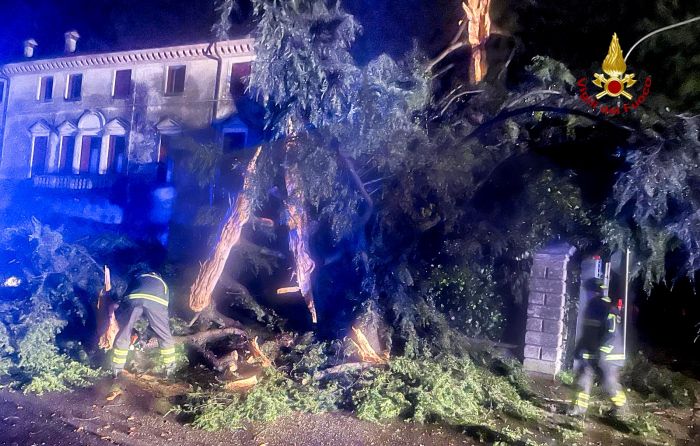 Veneto, fulmine squarcia un cedro alto oltre 20 metri