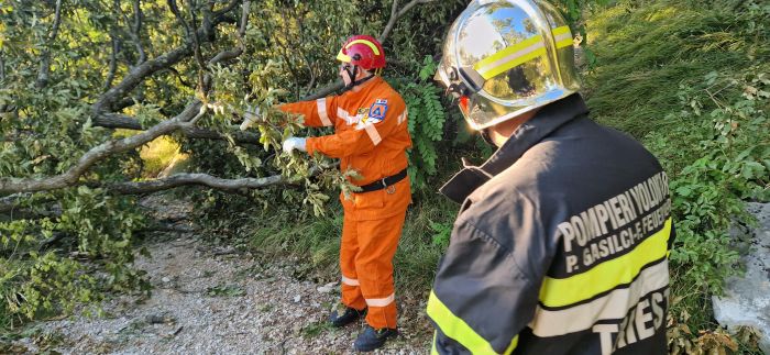 Tre grosse piante lungo il sentiero Cobolli, messa in sicurezza dei pompieri volontari di Trieste 