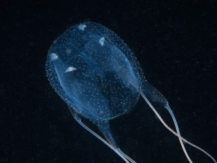 Ricomparsa nel Golfo di Trieste la cubomedusa