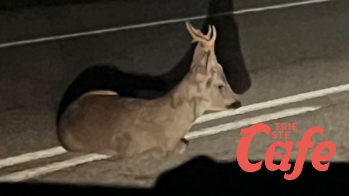 Capriolo ferito sulla SS202 tra Opicina e Muggia: soccorso da automobilisti e polizia (VIDEO)