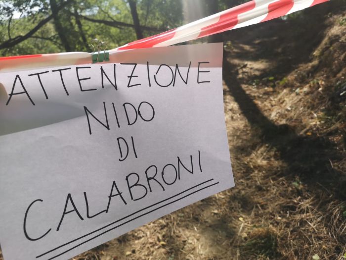 Soccorso in Veneto uomo punto da un calabrone