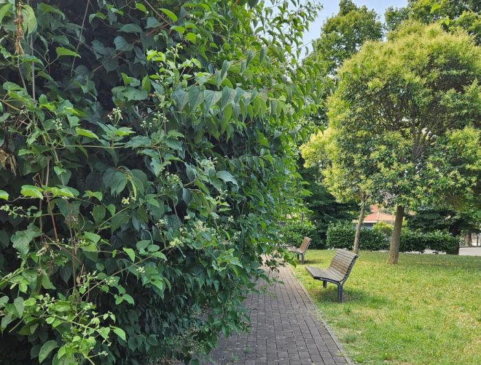 "Ancora un poco e non se passa": triestina infuriata per la siepe invasiva a Borgo San Sergio