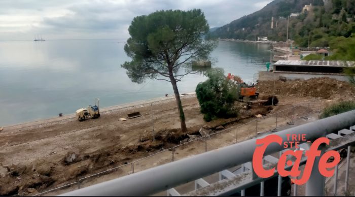 Alberi tagliati a Trieste, polemiche social: “Decisioni tecniche, non politiche” (VIDEO)