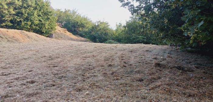 Zona campo di San Luigi: la rabbia di un triestino per il taglio dell'erba