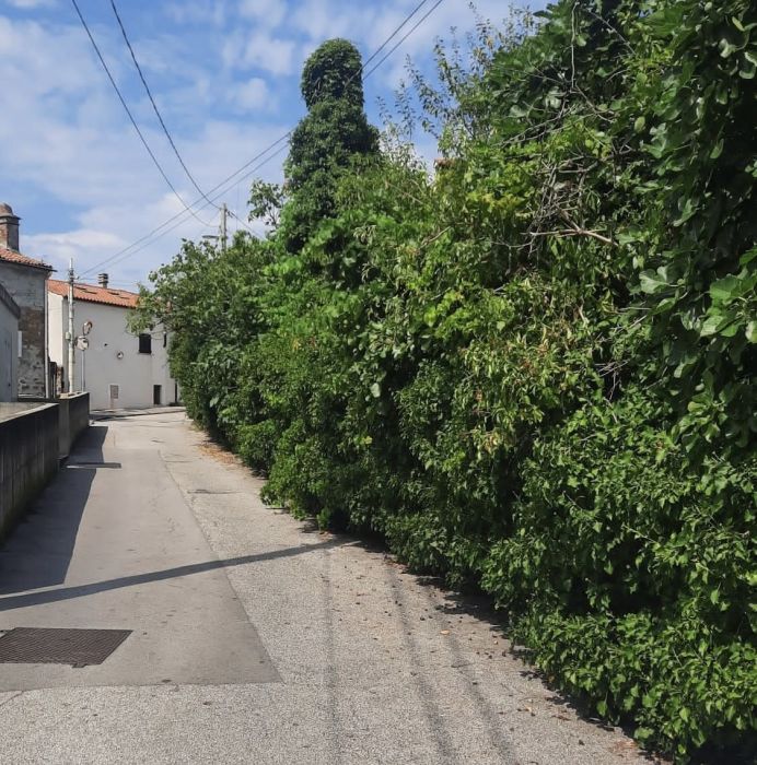 Appello di un triestino: piante trascurate a Servola