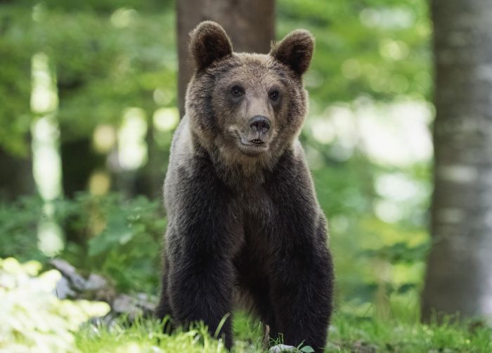 Aumenta il caldo e gli orsi si avvicinano ai centri abitati