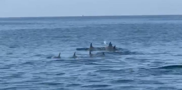 Delfini avvistati nel Golfo di Trieste: spettacolo in mare aperto (VIDEO)