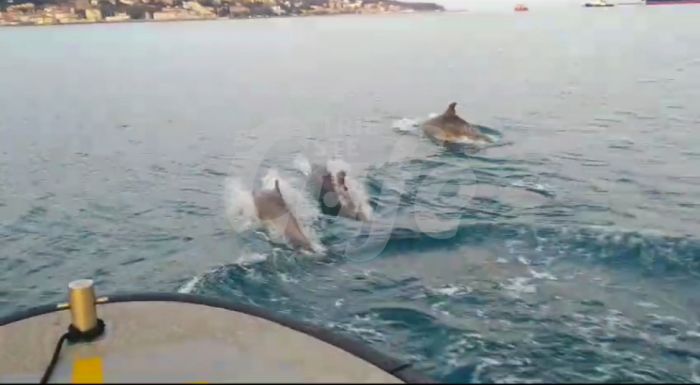 Porto di Trieste: delfini accompagnano gli ormeggiatori all’alba (VIDEO)