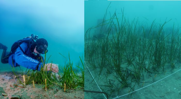 A Muggia la ripiantumazione di una foresta subacquea, per la salute del mare e dell’ecosistema