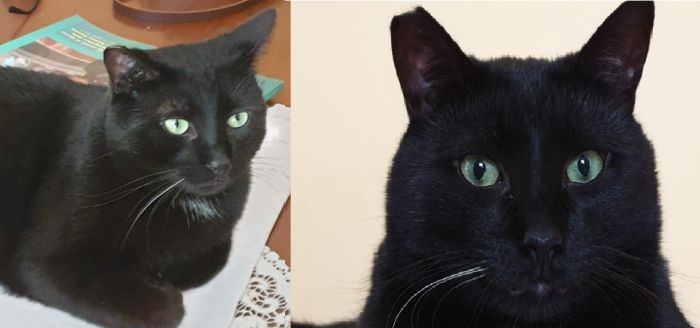 Premio Pippi, il prestigioso riconoscimento internazionale assegnato al gattone della triestina Noemi Israel!! 