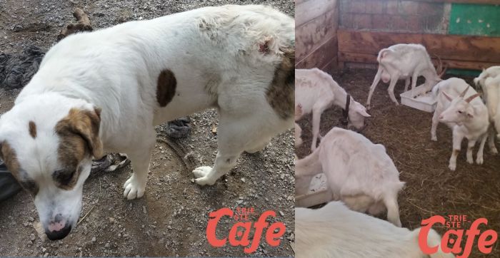  Sequestrati oltre 30 animali in una ‘fattoria’ di Trebiciano: vivevano in condizioni indecenti, denutriti, con pulci e malati (FOTO)