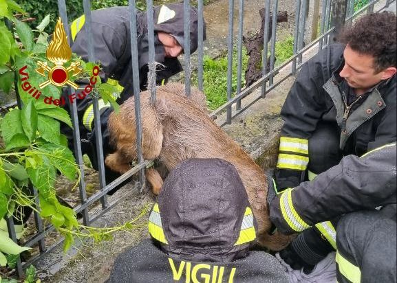 Capriolo rimane incastrato nelle sbarre dell’inferriata della sede dei vigili del fuoco in Veneto