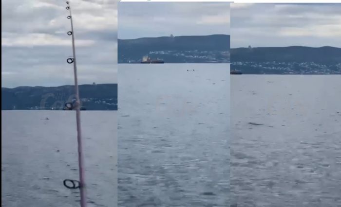 Coppia di delfini avvistata al largo di Miramare [VIDEO]