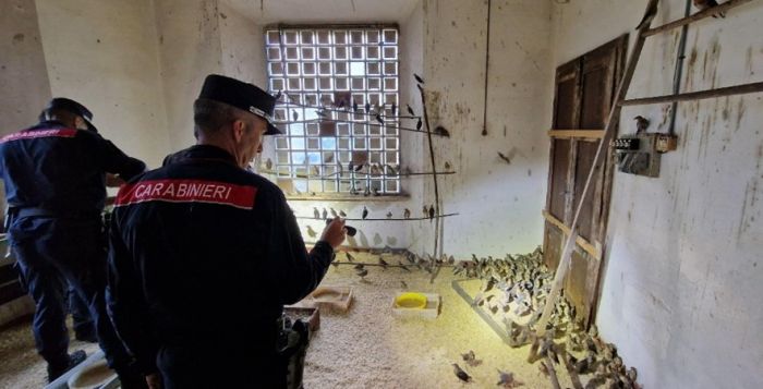 Bracconaggio; 140.000 euro sequestrati e centinaia di uccelli catturati illegalmente