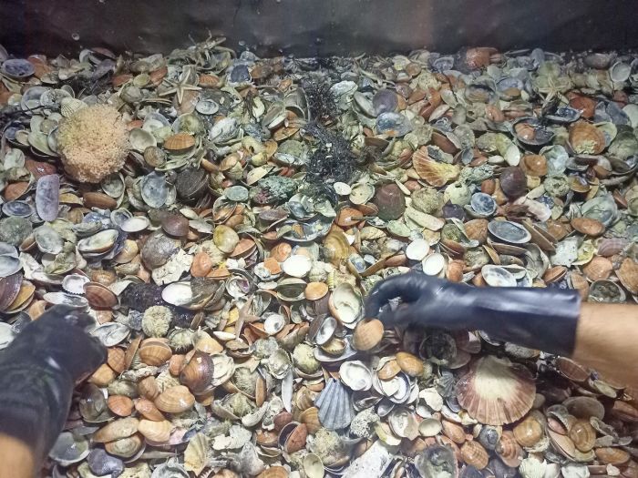 FedAgriPesca Fvg: crisi climatica e mucillagini mettono in ginocchio la molluschicoltura.