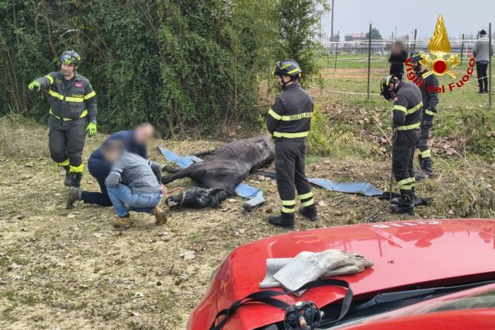 Pasiano di Pordenone, cavallo cade in un fosso: salvato dai Vigili del fuoco
