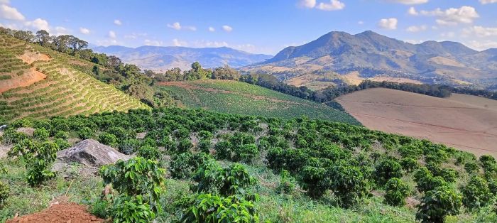 Il mercato del caffè sotto pressione: Trieste e la sfida della sostenibilità e tracciabilità