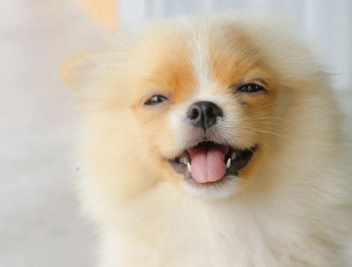 Fido Lido, l'episodio: bagnante spaventata da un cane