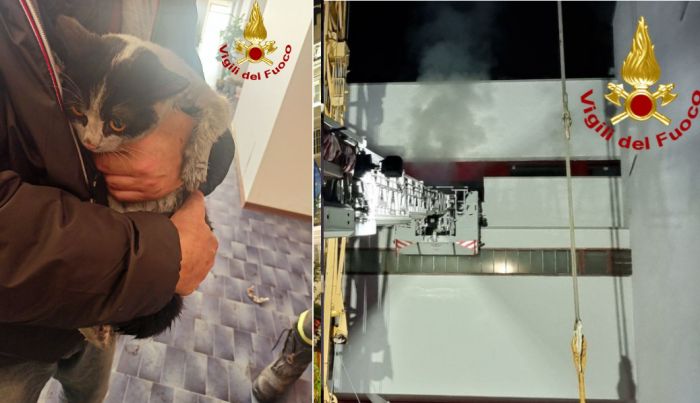 Fvg, rogo all'alba in un appartamento: docile e simpatico gattino salvato dai Vigili del Fuoco