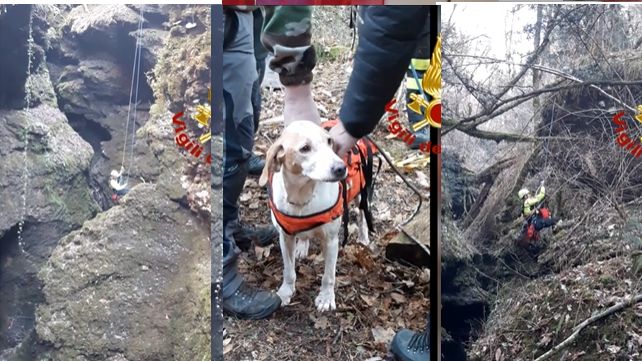 Cagnolina da caccia Perla scivola cadendo all’interno del canyon senza possibilità di uscire: salvata dai Vigili del Fuoco! (VIDEO)