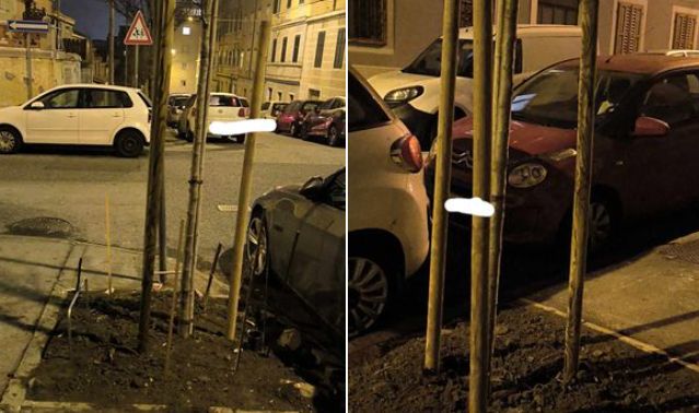 San Giacomo, via Concordia: stati abbattuti gli alberi ammalati e sostituiti con nuovi alberi