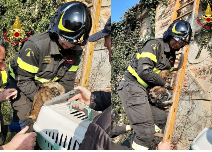 Veneto, gatto incastrato su un tetto salvato dai vigili del fuoco
