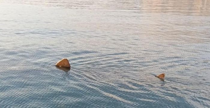 Avvistato uno squalo elefante di 8 metri tra Santa Croce e Marina di Aurisina, STRAORDINARIO!
