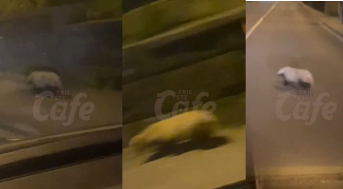 Ritorno a casa con sorpresa, splendido tasso cammina a bordo strada a Trieste! (VIDEO)