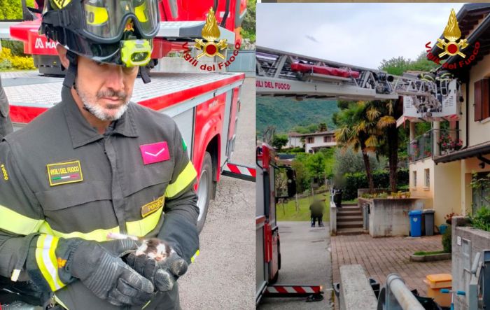 Gattino bloccato sul tetto di un'abitazione, i Vigili del fuoco lo salvano!