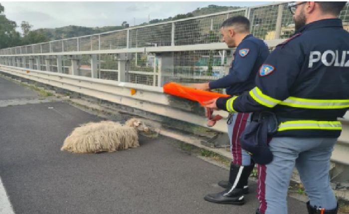 Dolci e teneri agnellini salvati dalla polizia stradale in autostrada in Italia