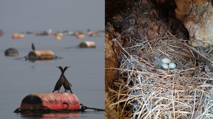 Eccezionale avvistamento alla Riserva di Miramare! Il marangone dal ciuffo nidifica sulle Falesie di Duino