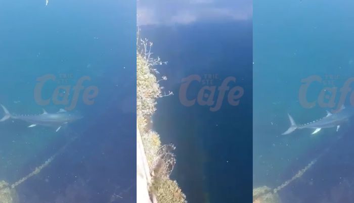 Eccezionale avvistamento nel Golfo di Trieste, maxi tonno di 80 chili! (VIDEO)
