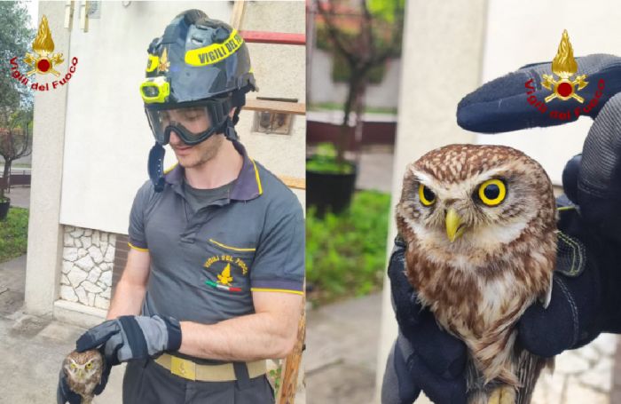 Civetta rimane incastrata con la zampa in una grondaia, salvata dai Vigili del Fuoco