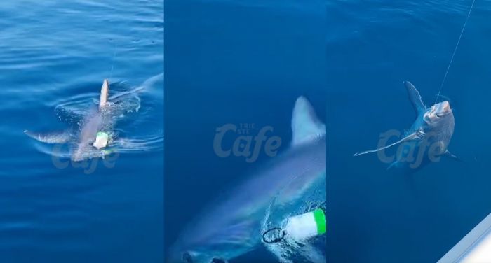 Sorpresissima del sabato nel Golfo di Trieste, squalo-volpe di 3 metri (VIDEO)