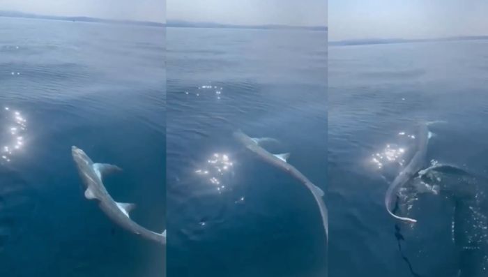 Squalo volpe nelle acque del Golfo di Trieste, spunta la coda inconfondibile! (VIDEO)