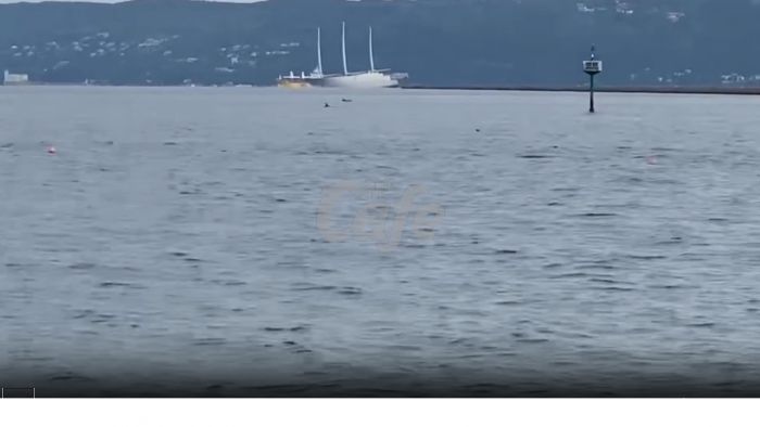 Una ventina di delfini danno spettacolo a largo di Muggia (VIDEO)