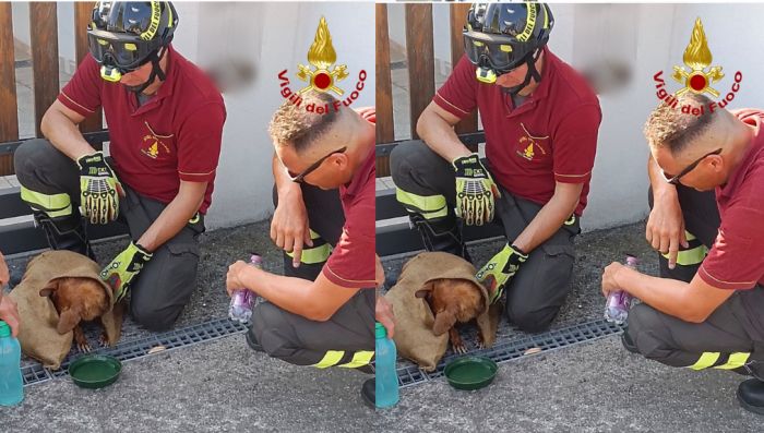 Cane bloccato all'interno di un canale intubato, salvato dai Vigili del fuoco!