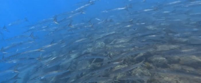 Il riscaldamento globale porta un banco di Barracuda Boccagialla nel Golfo di Trieste (VIDEO)