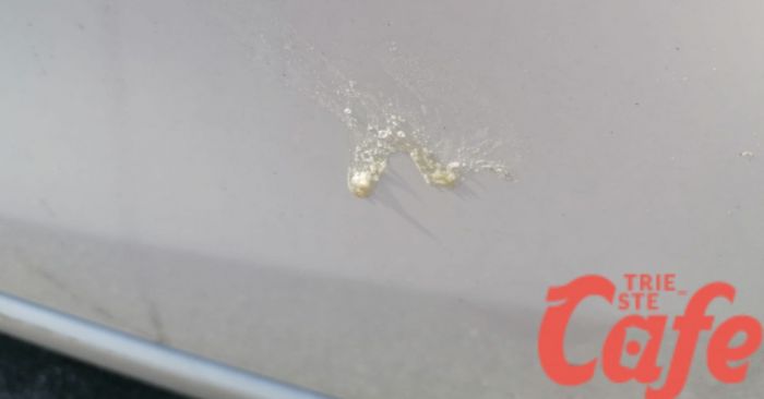 Via Bonomea, vandalo sputa sulle auto da un anno: cittadini esasperati chiedono intervento