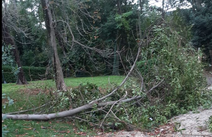 Albero caduto all'entrata principale del parco di San Giovanni a causa del maltempo