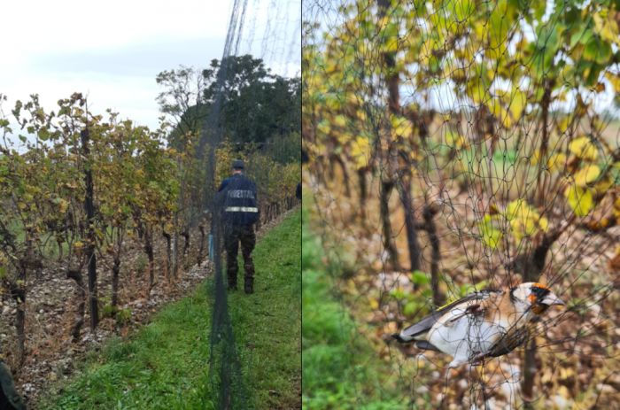 Maxi operazione anti-bracconaggio: salvati 370 uccelli protetti in Fvg