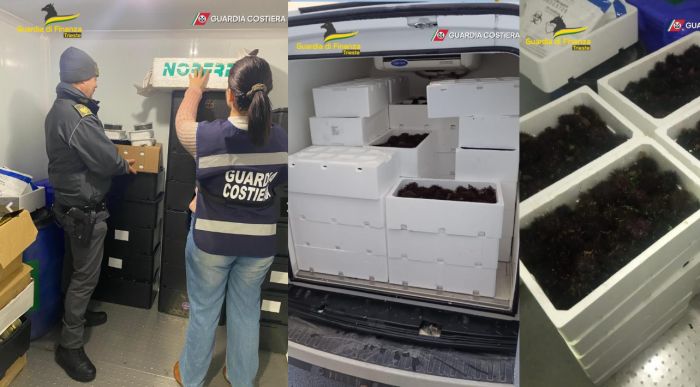 Operazione “spinoso affare”: sequestrati oltre 100 kg di ricci di mare a Muggia!