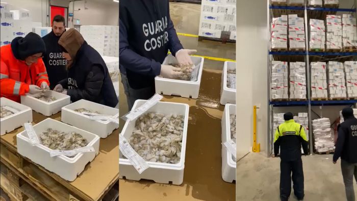 Sequestro record di polpi in Veneto: oltre 11 tonnellate bloccate dalla Guardia Costiera (VIDEO)