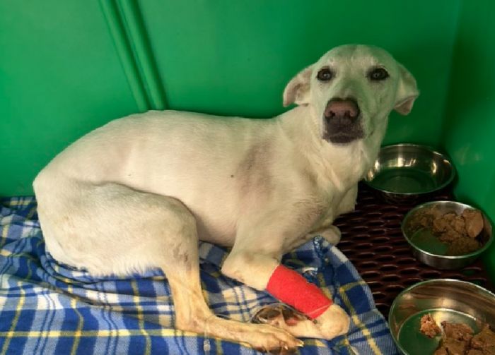 Syd investito in via Padovan, lotta per la vita: raccolta fondi online per le cure veterinarie