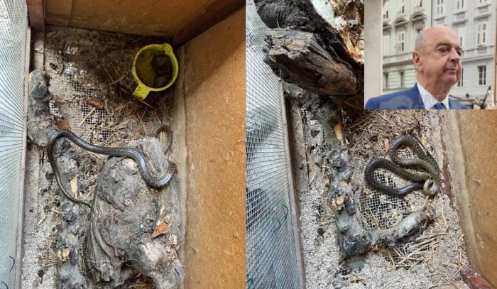 Dipiazza dal cuore d'oro, libera un serpente intrappolato: “Due ore di lavoro, ma ce l’ho fatta”