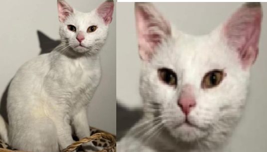  Allarme a Prosecco e Borgo San Nazario: sparito Milo, il gatto bianco amatissimo