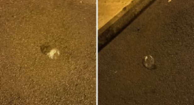 “Ma butalo in scovaze, no in terra!”: Trieste si ribella al degrado urbano causato dai rifiuti abbandonati
