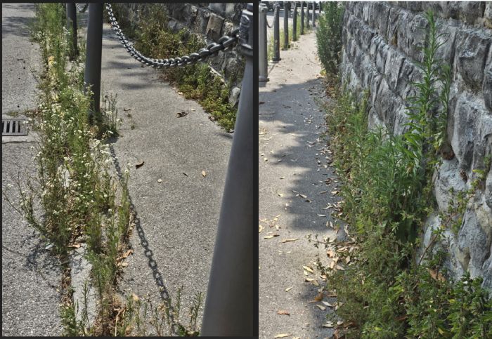 “Così Trieste accoglie i turisti?”: marciapiede che porta a San Giusto in stato di totale abbandono