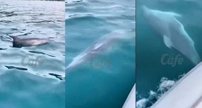 Delfini davanti a Santa Croce: la magia del mare di Trieste incanta ancora (VIDEO)